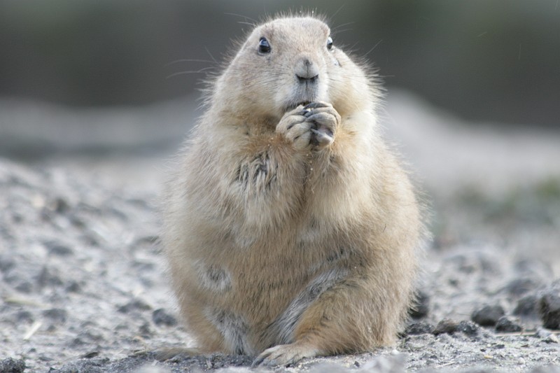 Fotoclubje Blijdorp 2008-163.jpg